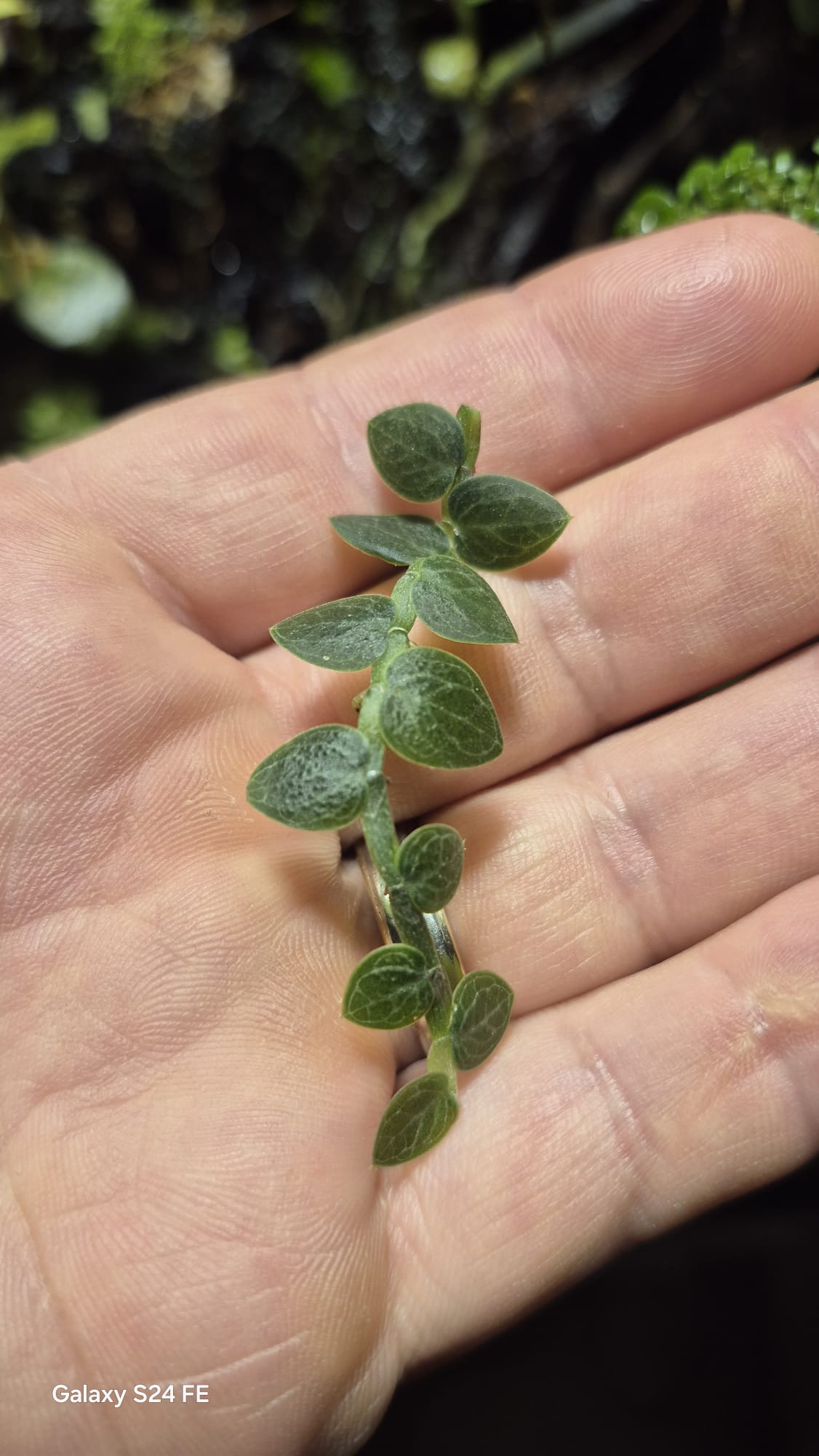 Rhaphidophora cryptantha